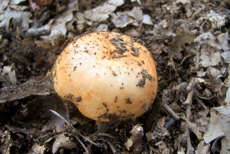 Russula da determinare 2